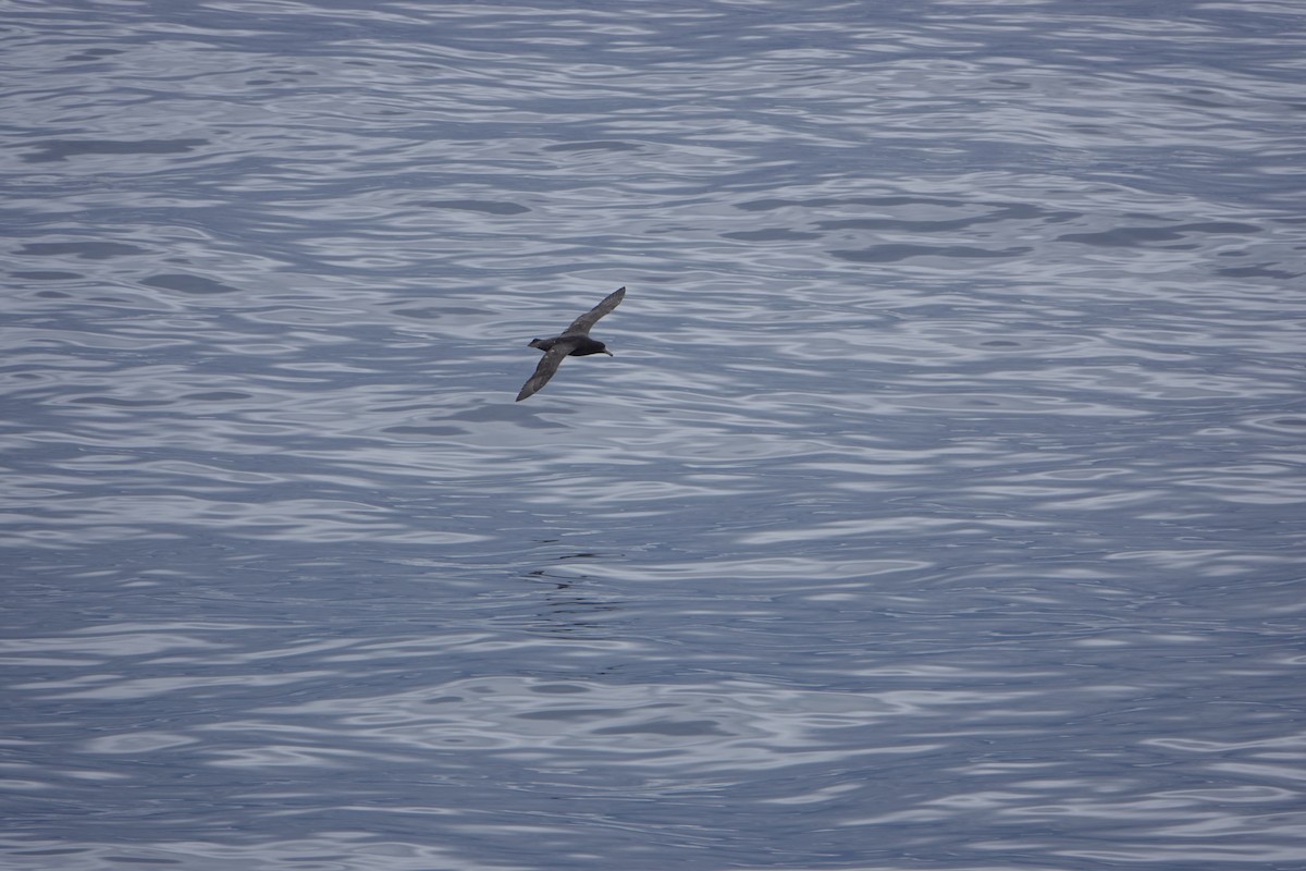 Southern Giant-Petrel - ML647185634