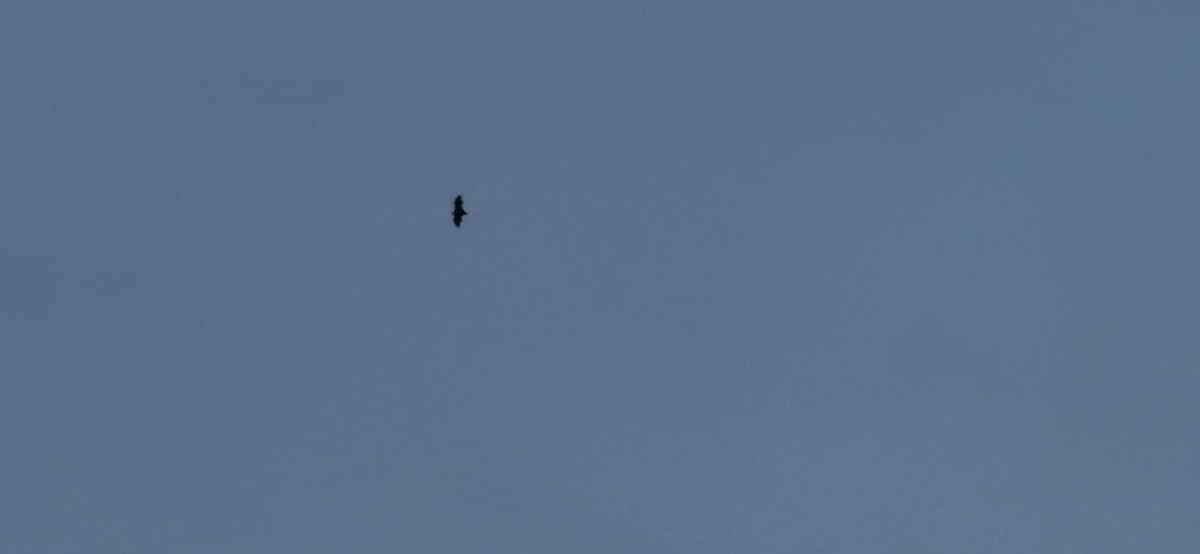 Animals - ML647185641