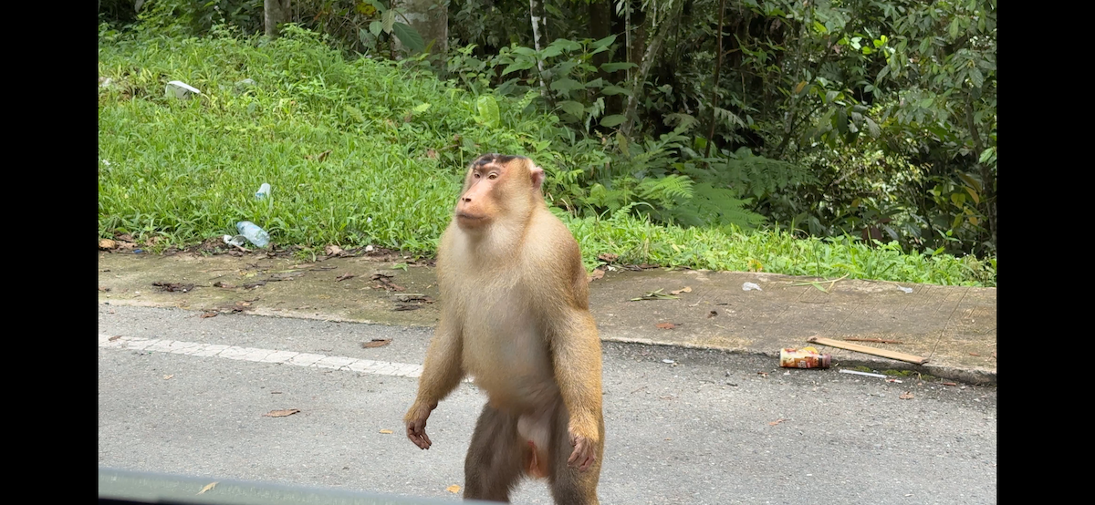 Animals - ML647185642