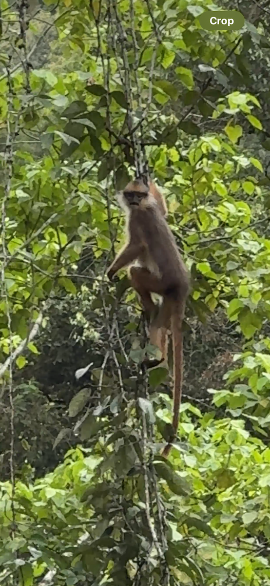 Animals - ML647185643