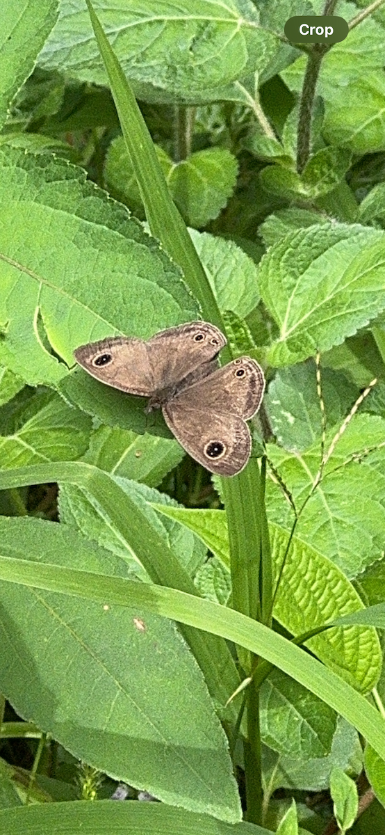 Animals - ML647185644