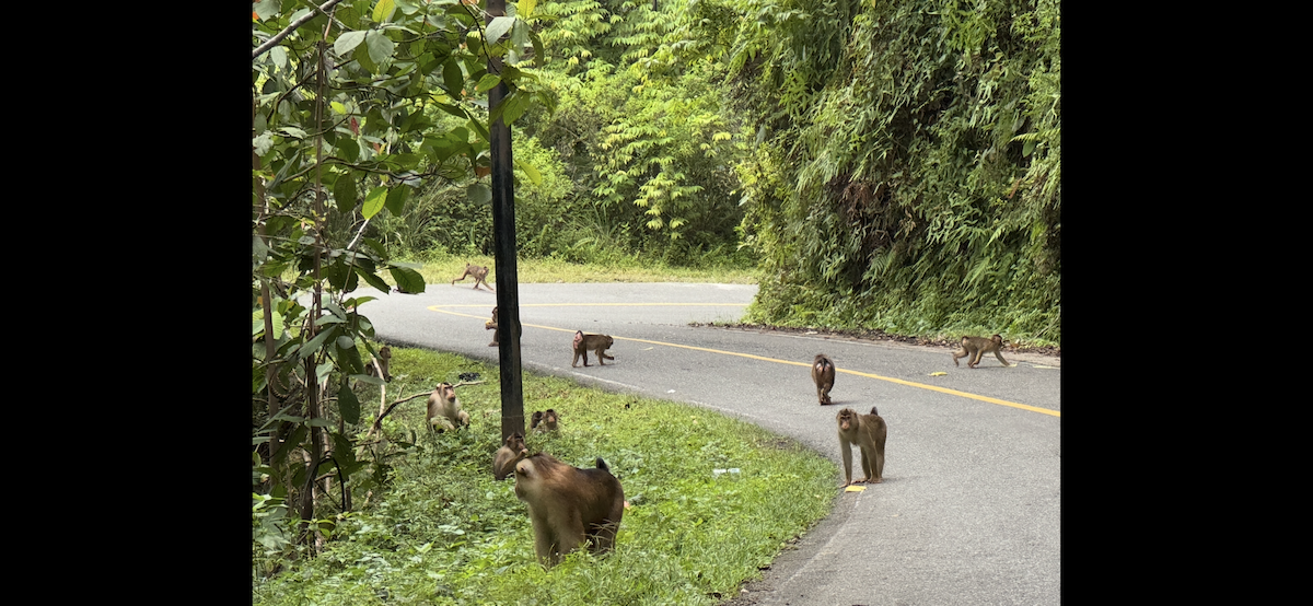 Animals - ML647185645