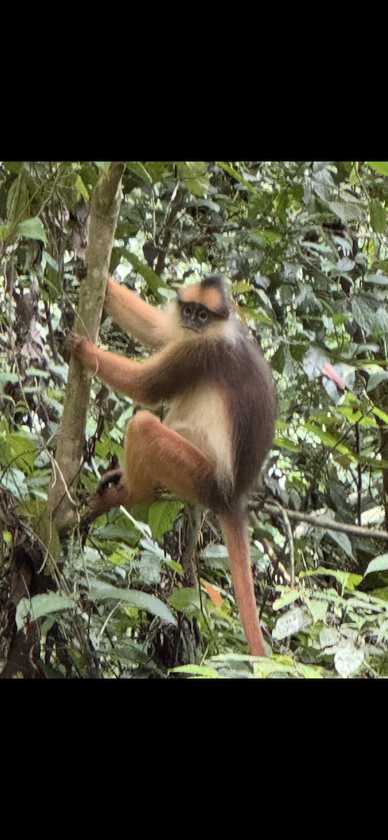 Animals - ML647185646