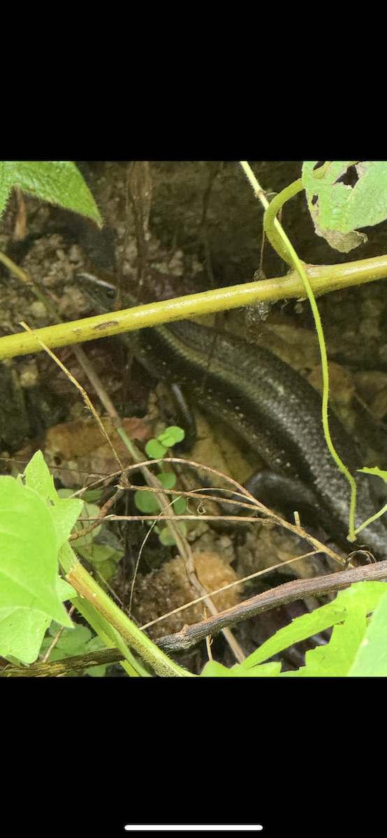 Animals - ML647185647