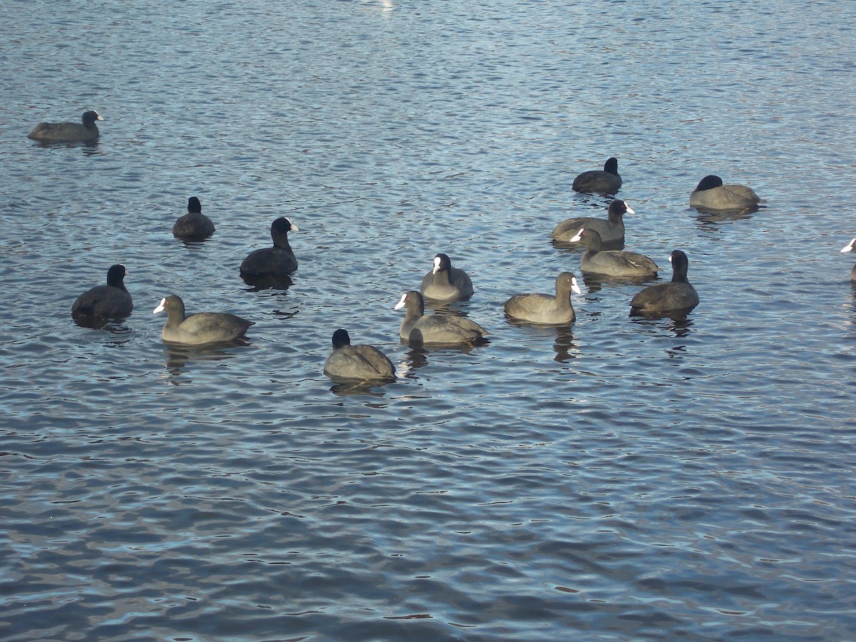 lyska černá - ML647185649