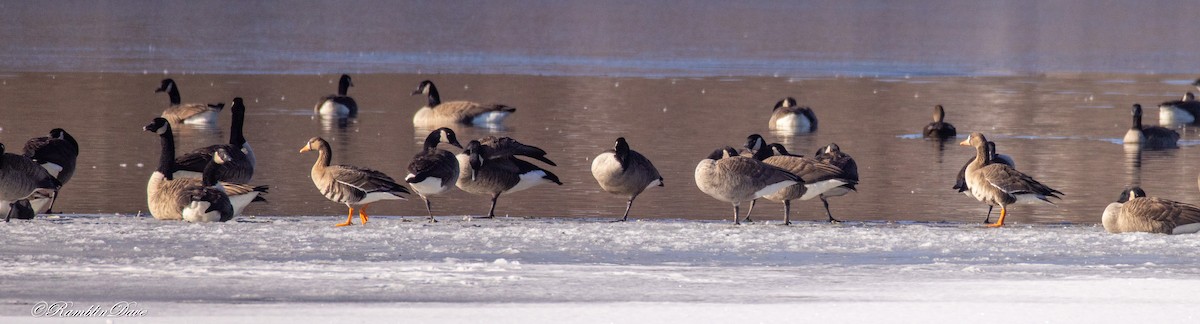 Greater White-fronted Goose - ML647185653