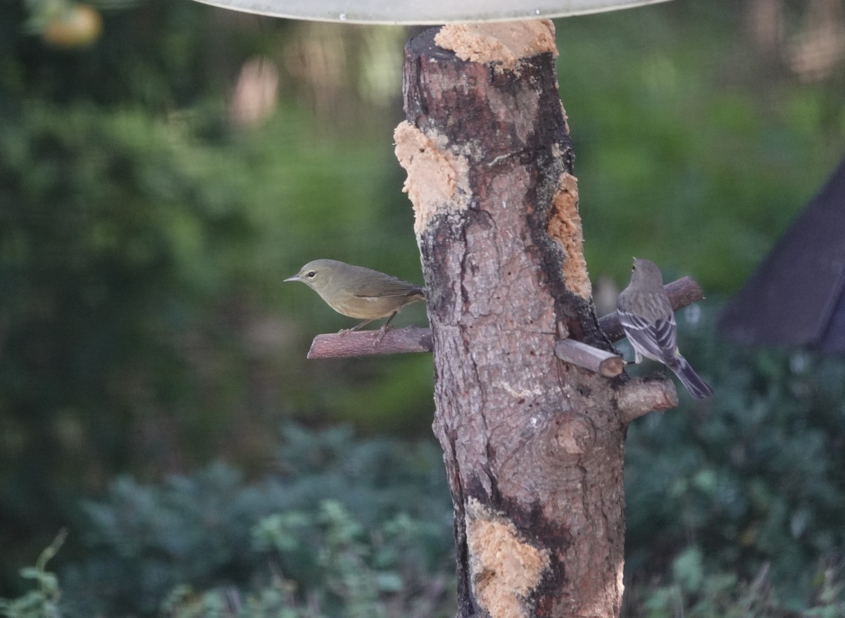 Orange-crowned Warbler - ML647185668