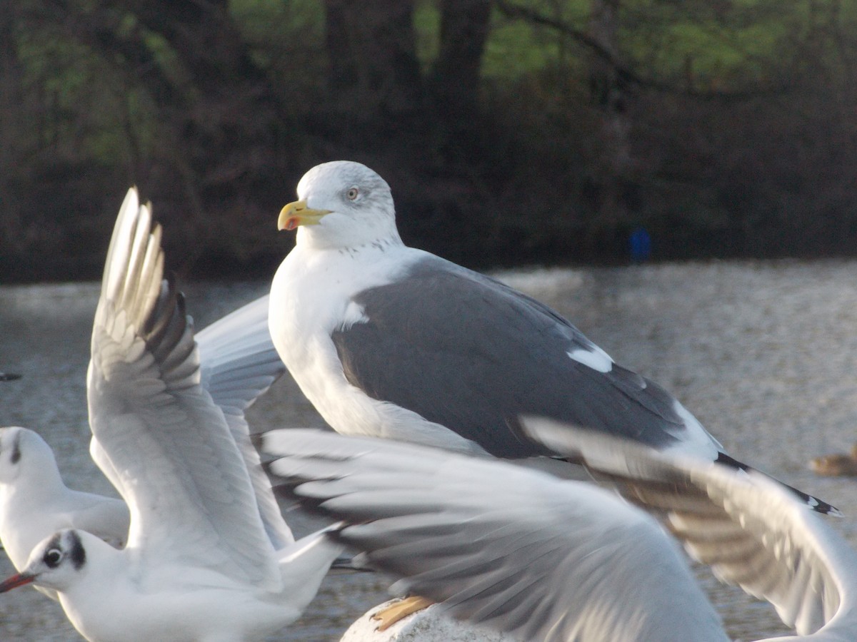 racek žlutonohý - ML647185669