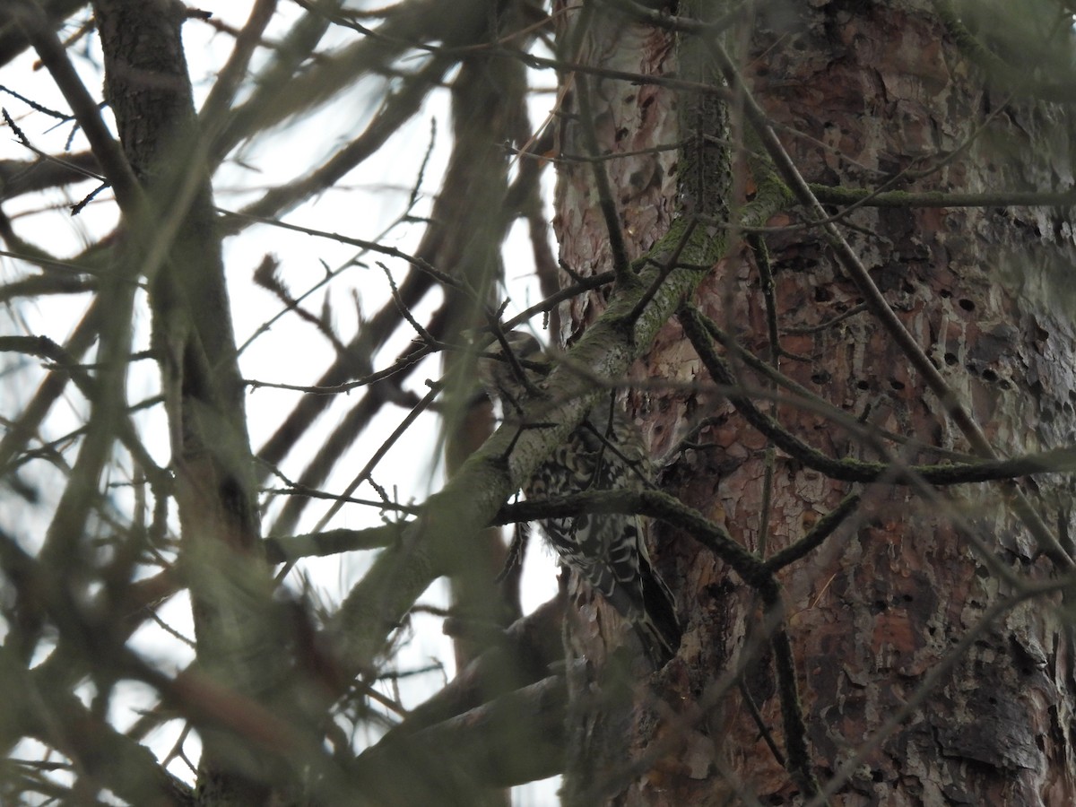 Yellow-bellied Sapsucker - ML647185674
