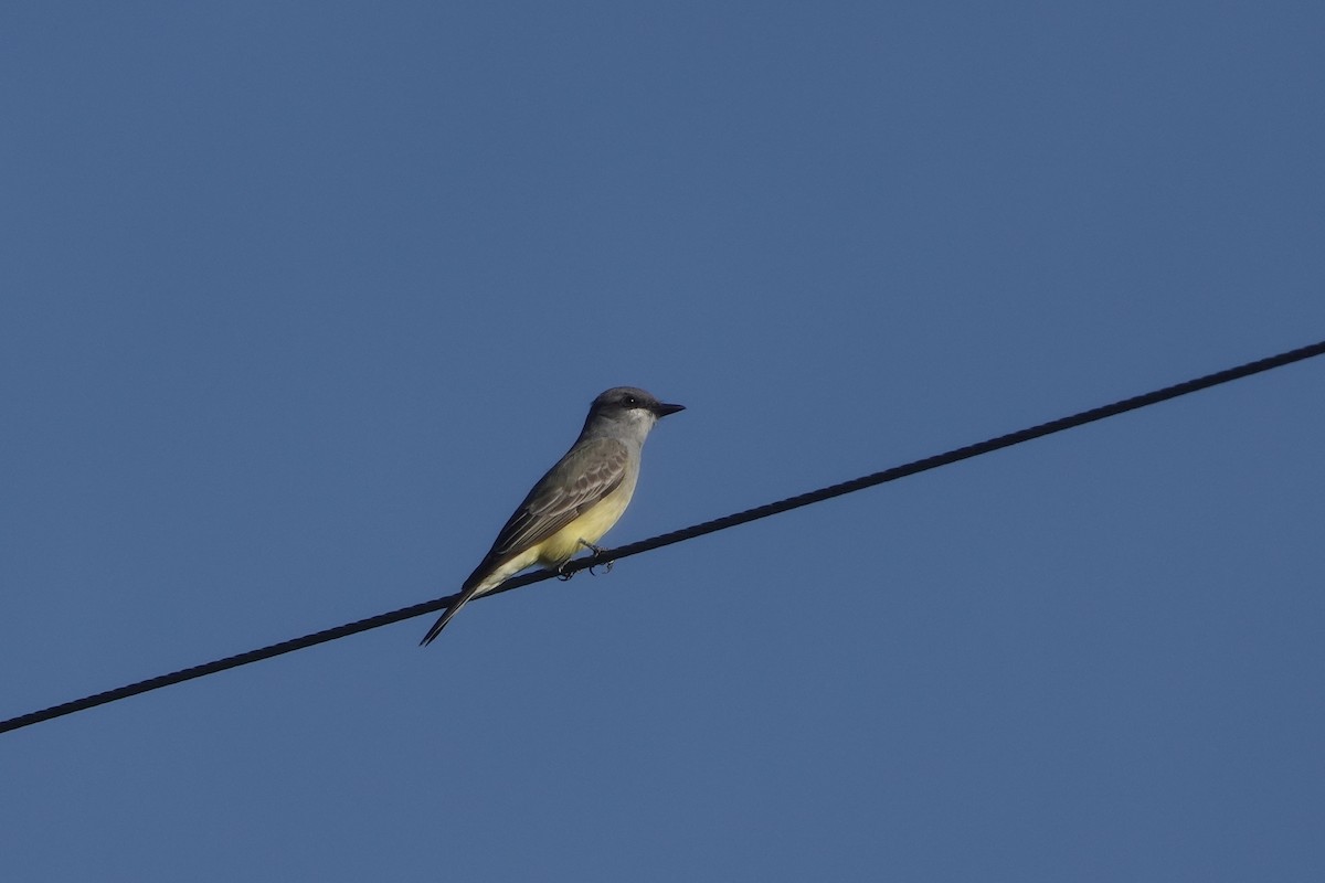 Cassin's Kingbird - ML647185675