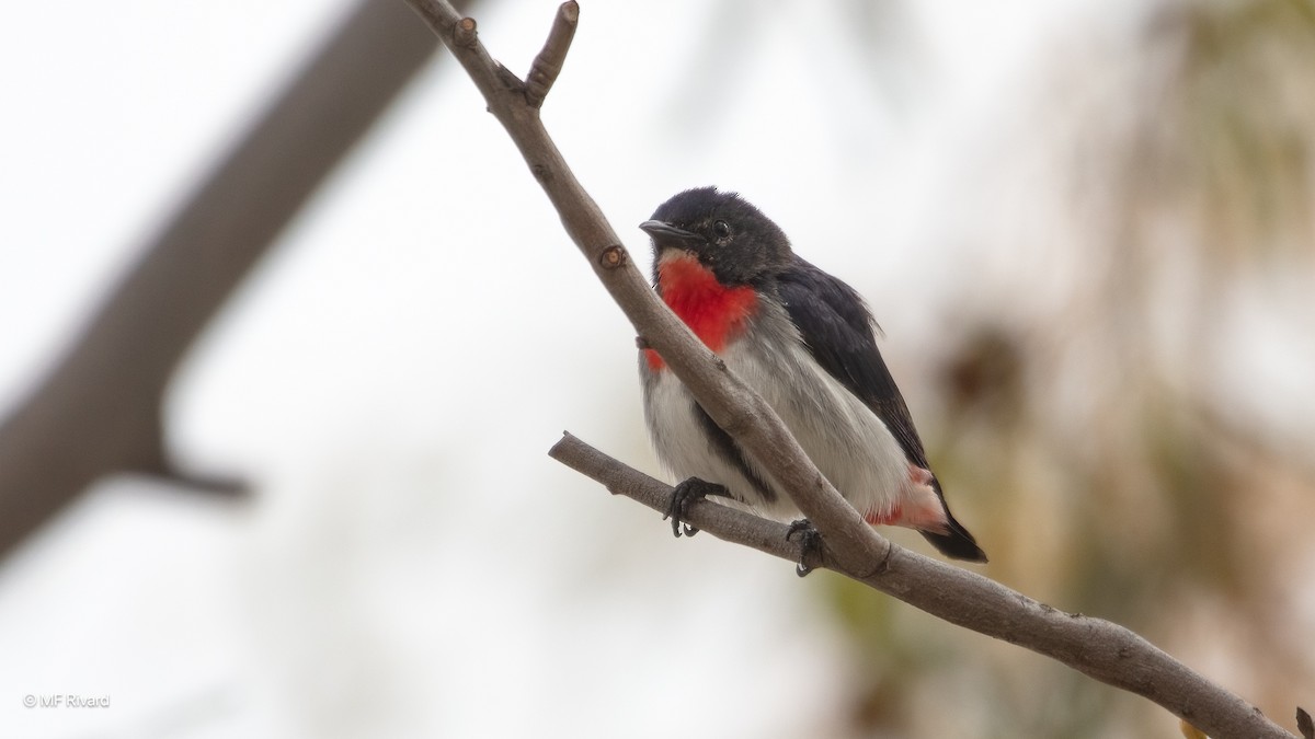 Mistletoebird - ML647185678