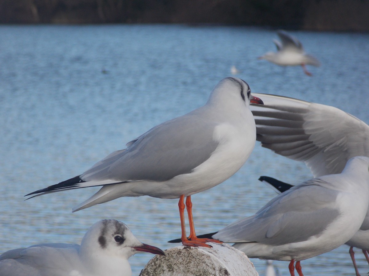 racek chechtavý - ML647185679