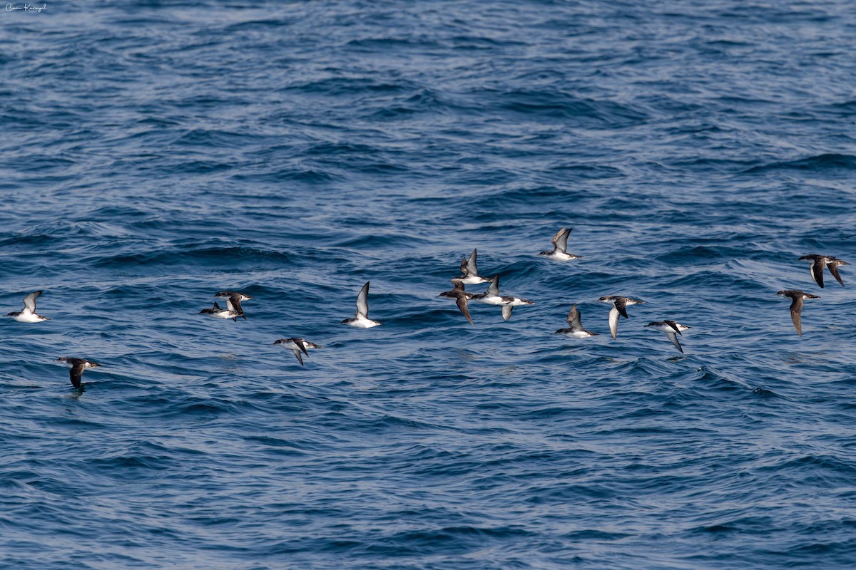 Yelkouan Shearwater - ML647185684