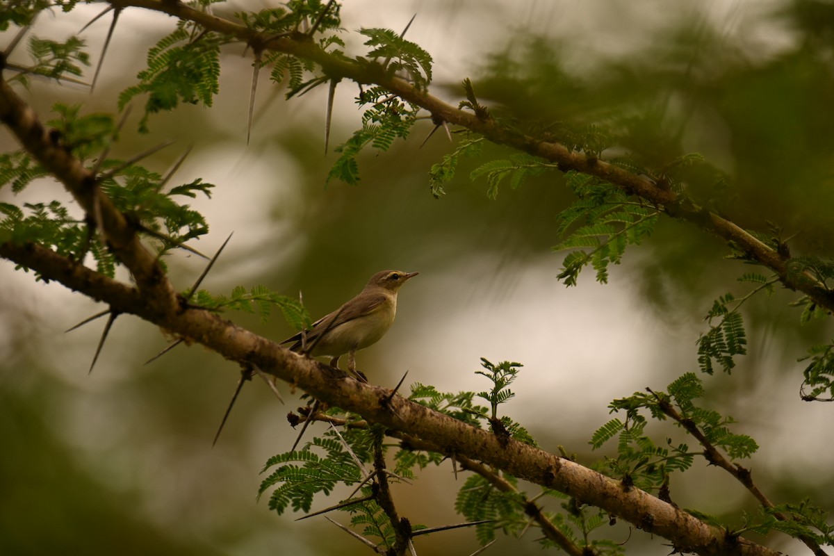 Willow Warbler - ML647185687