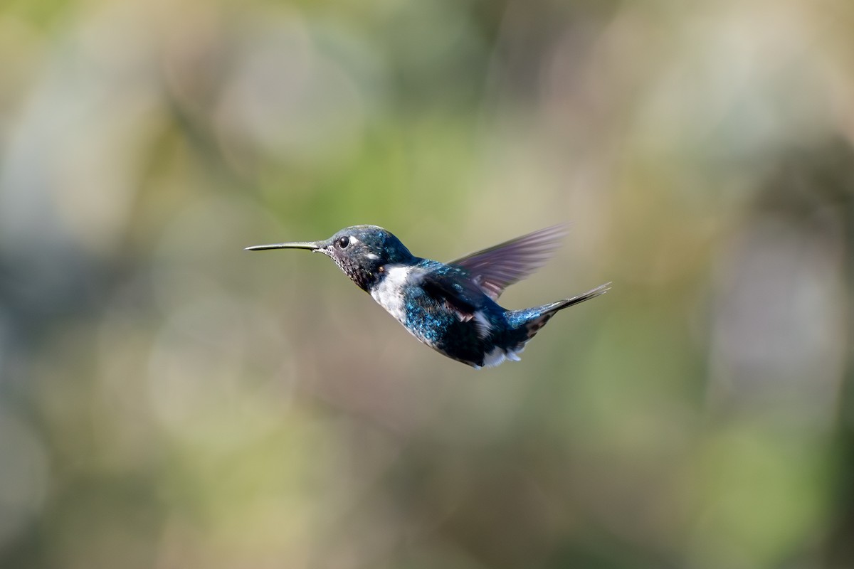 hvitbukkolibri - ML647185688