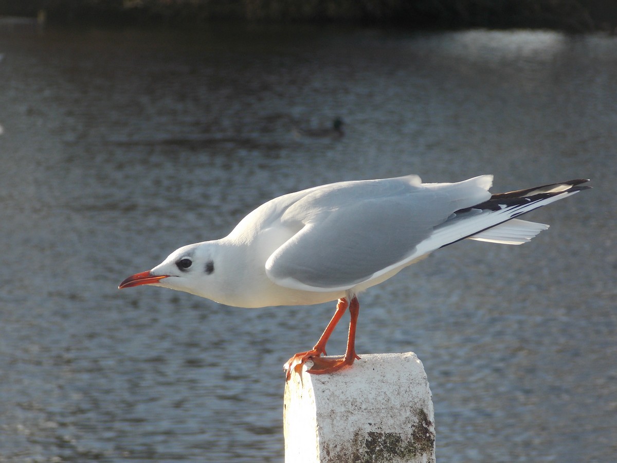 racek chechtavý - ML647185694