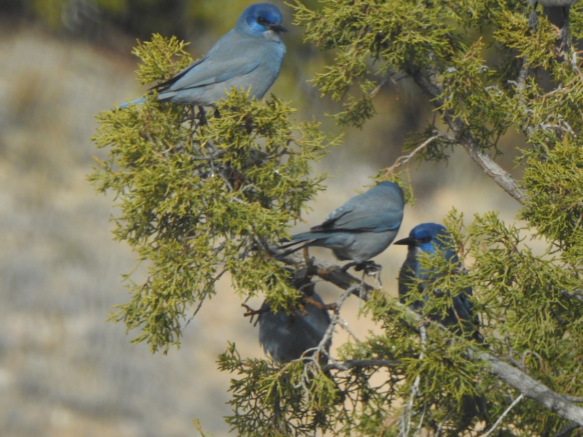 Pinyon Jay - ML647185695