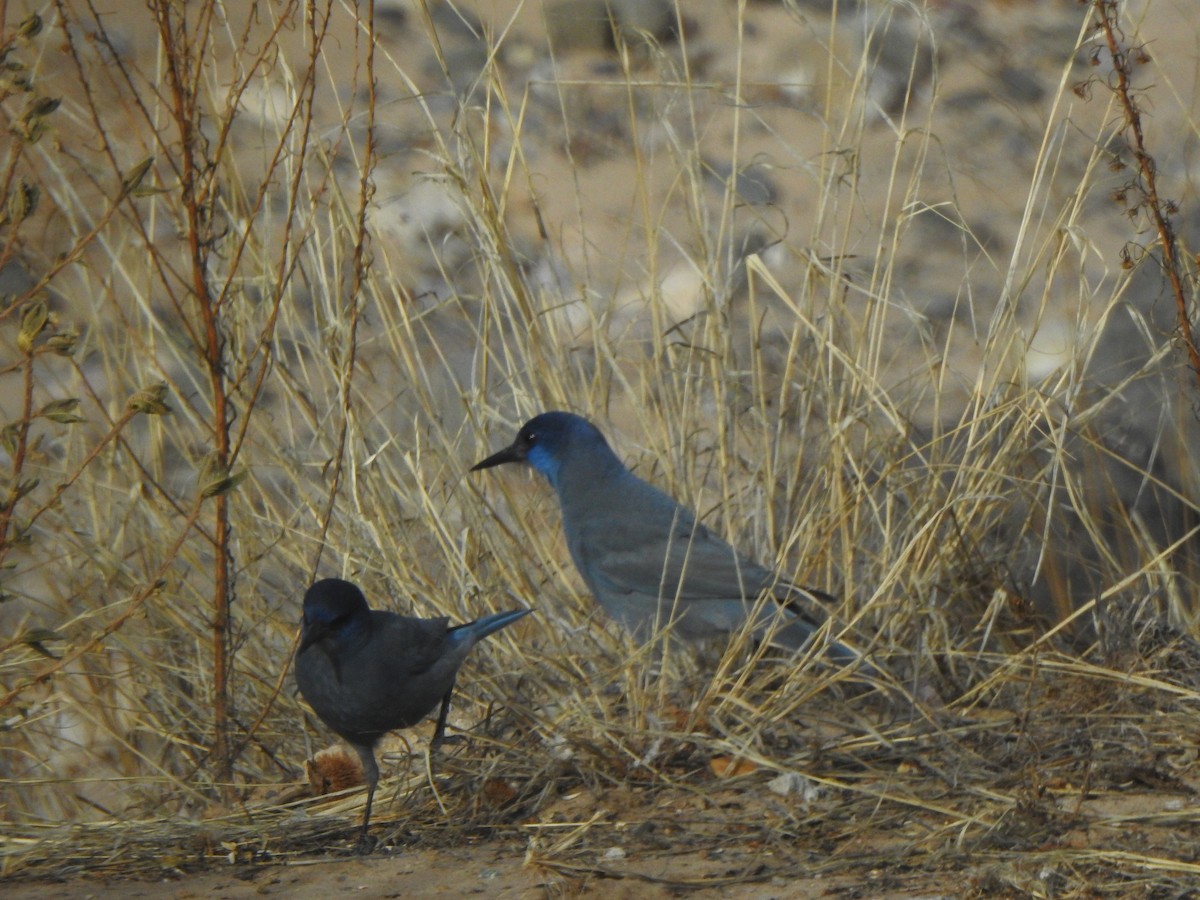 Pinyon Jay - ML647185696