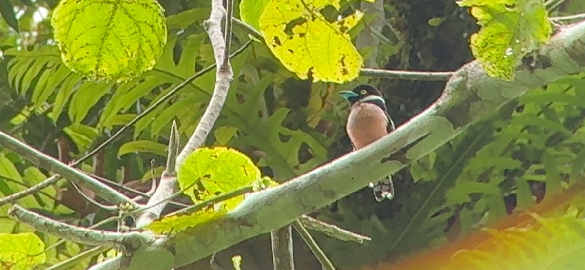 Black-and-yellow Broadbill - ML647185697