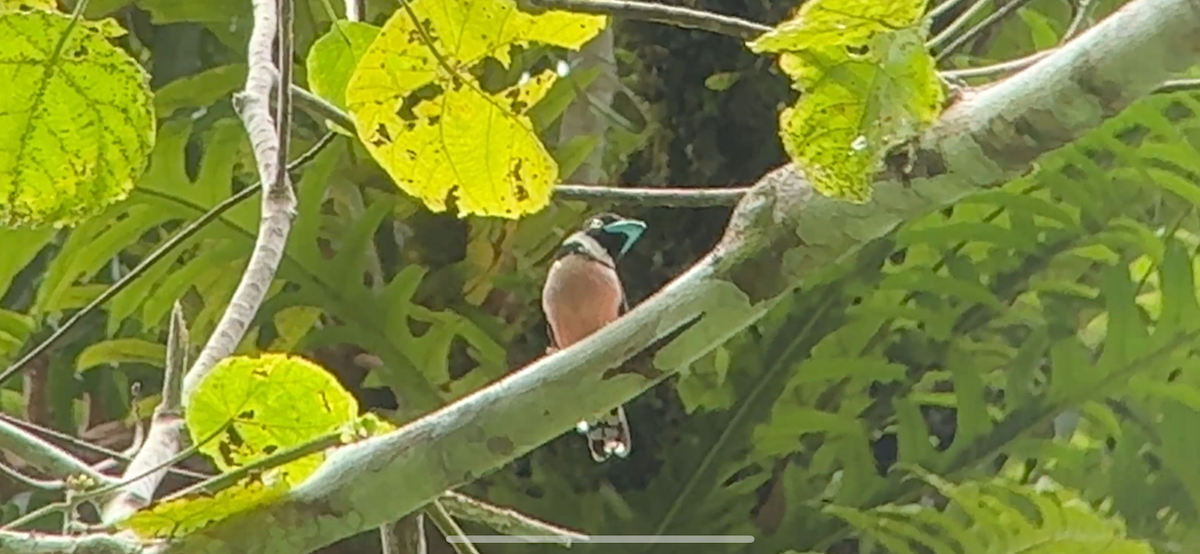 Black-and-yellow Broadbill - ML647185698