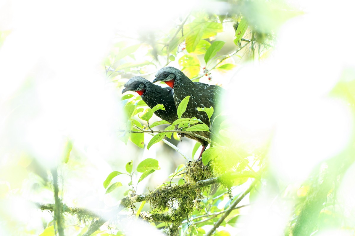 Andean Guan - ML647185699