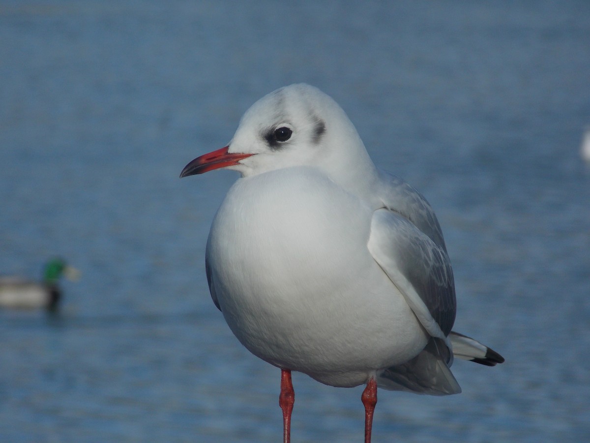 racek chechtavý - ML647185702