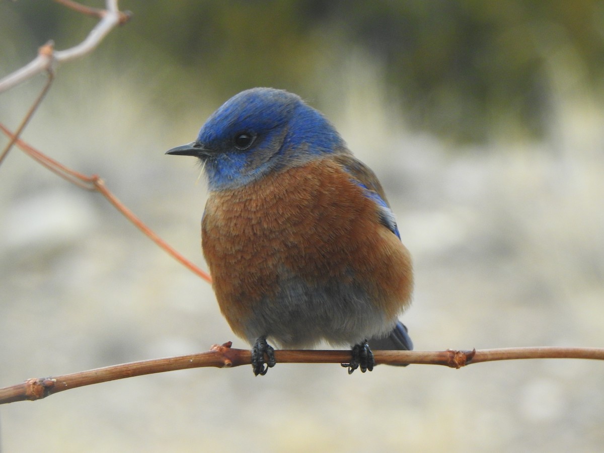 Western Bluebird - ML647185704