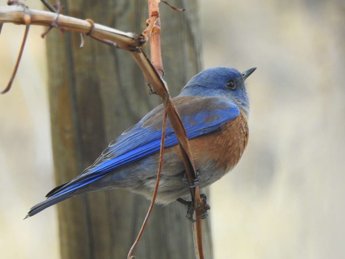 Western Bluebird - ML647185705