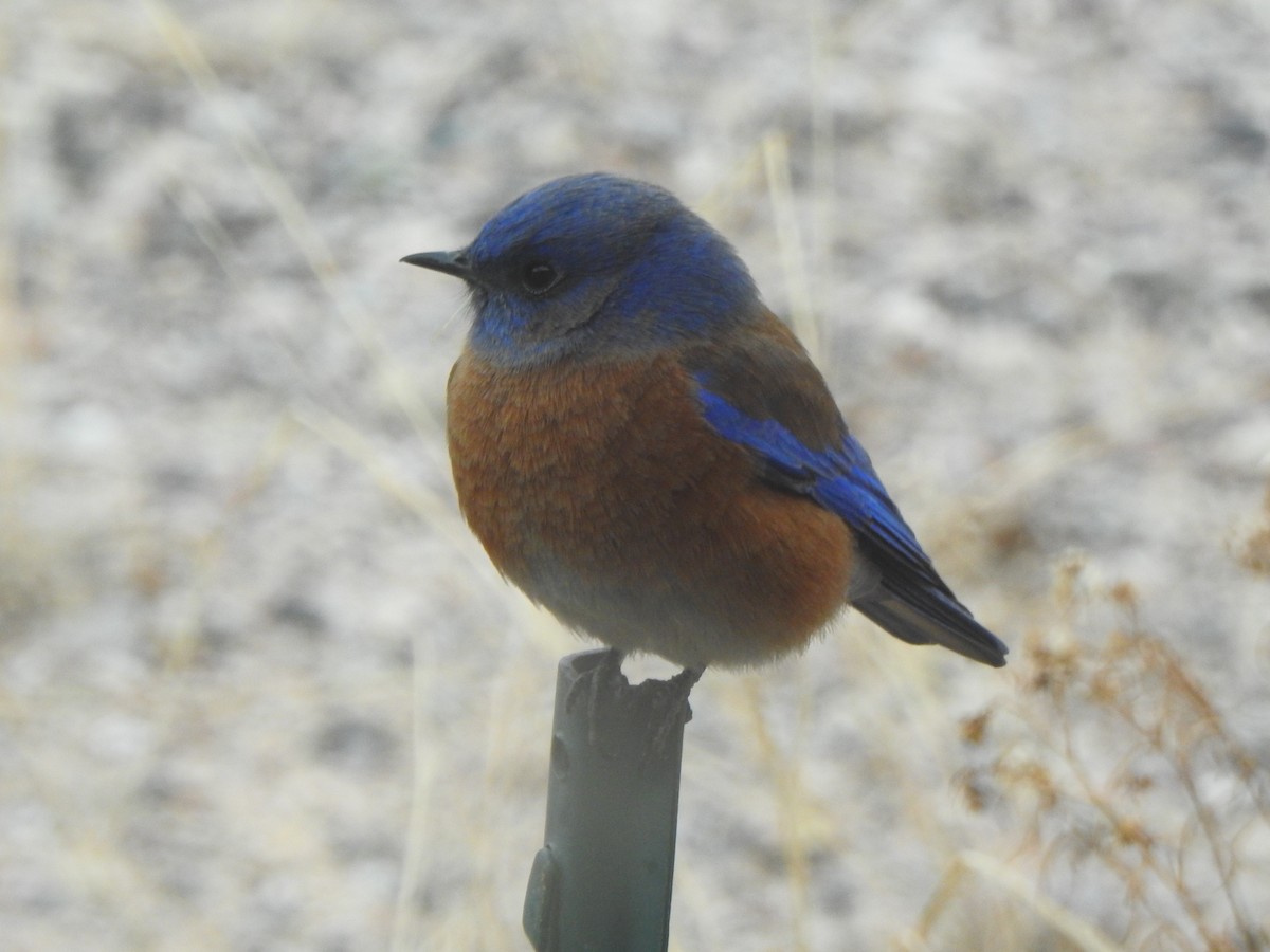 Western Bluebird - ML647185706