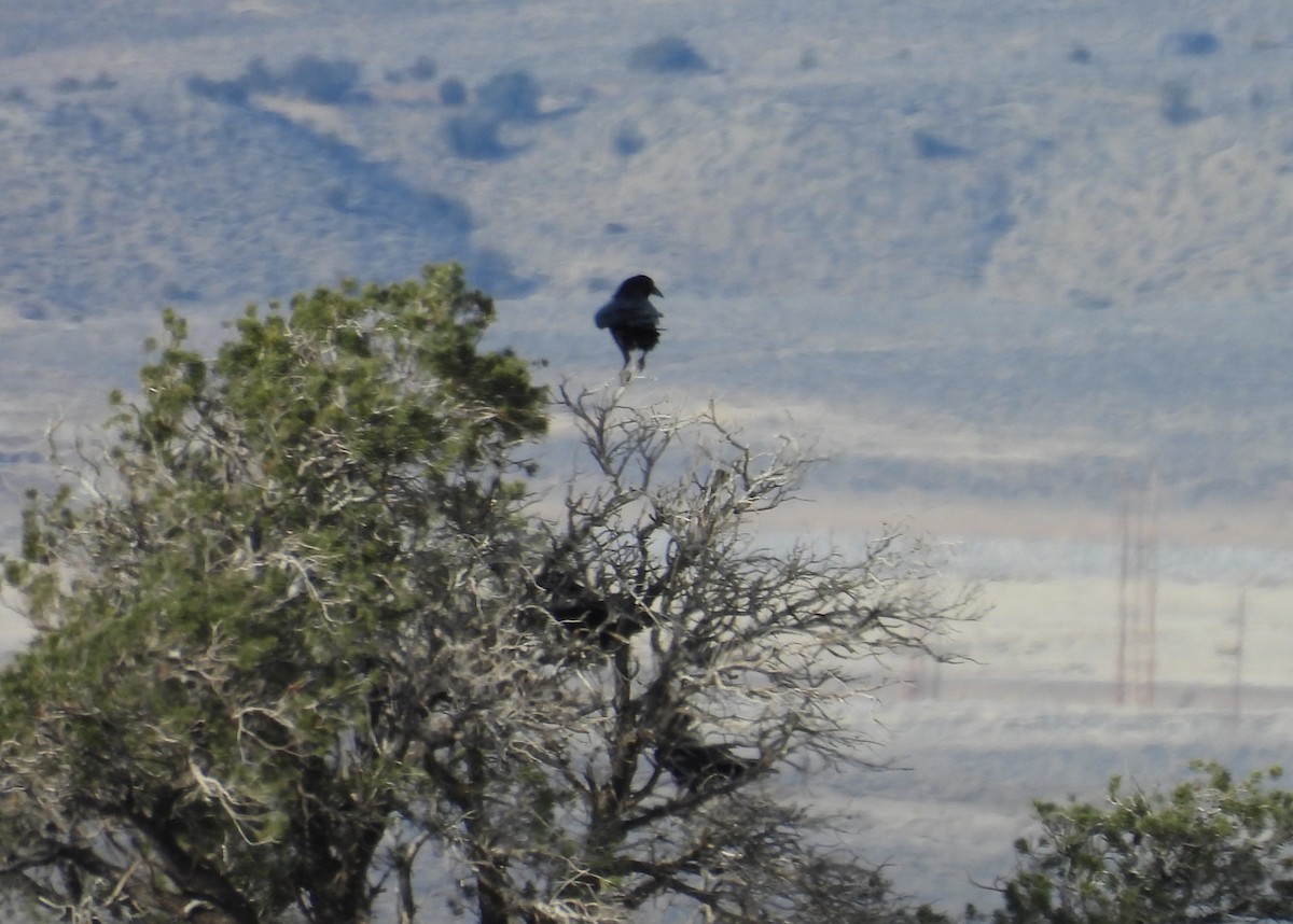 Common Raven - ML647185711