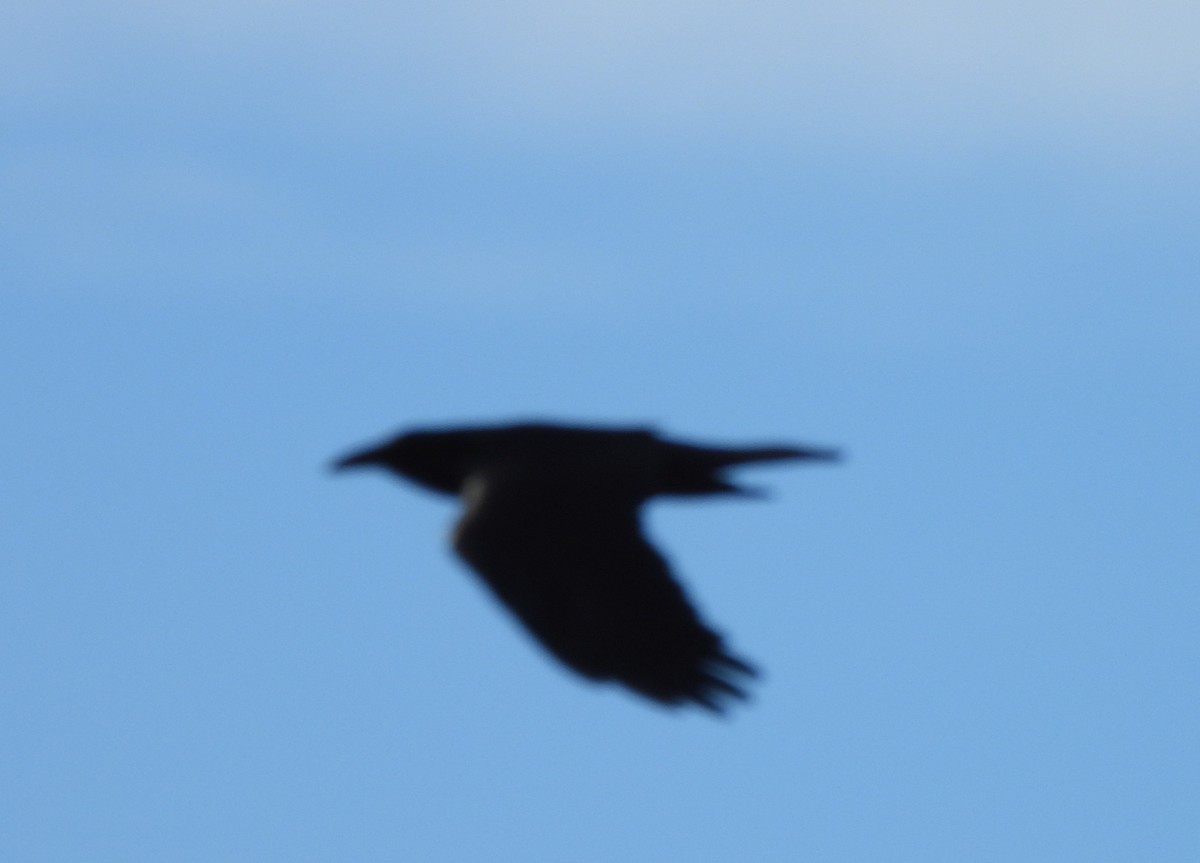 Common Raven - ML647185714