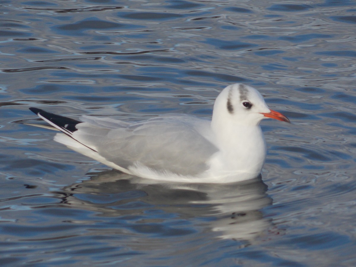 racek chechtavý - ML647185715