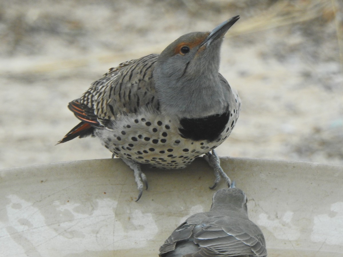 Northern Flicker - ML647185716