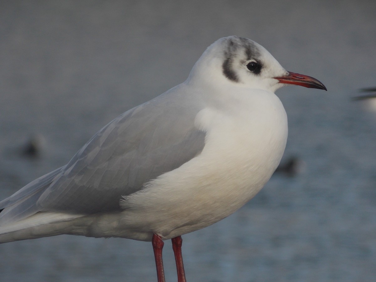 racek chechtavý - ML647185733