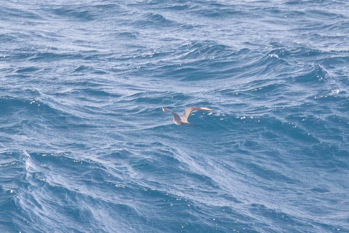 Long-tailed Jaeger - ML647185737