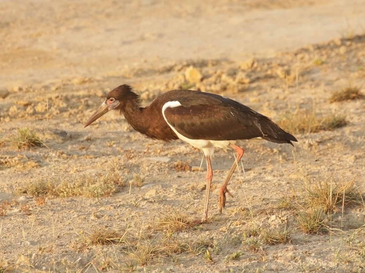 חסידת אבדים - ML647185738
