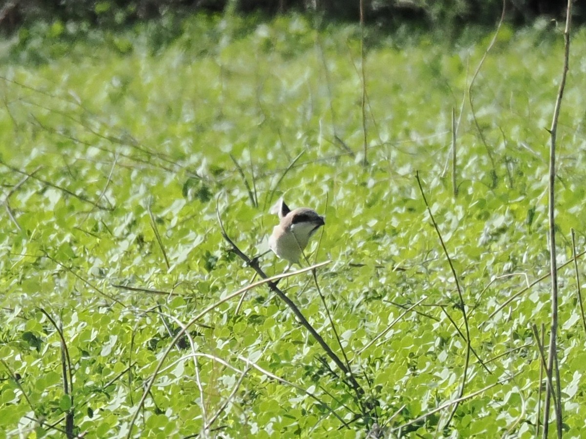 Schwarzstirnwürger - ML647185739