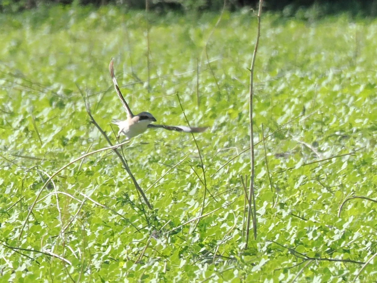 Schwarzstirnwürger - ML647185740