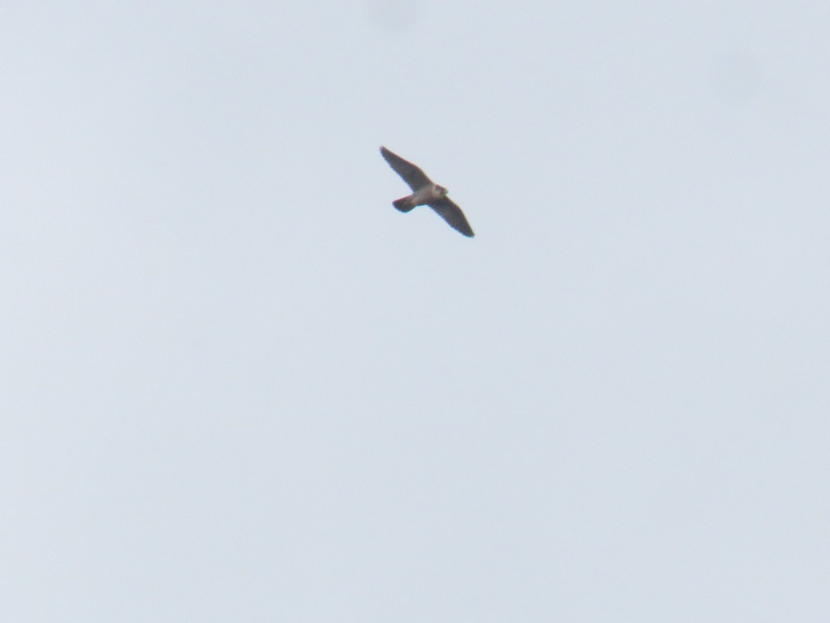 Peregrine Falcon - ML647185744