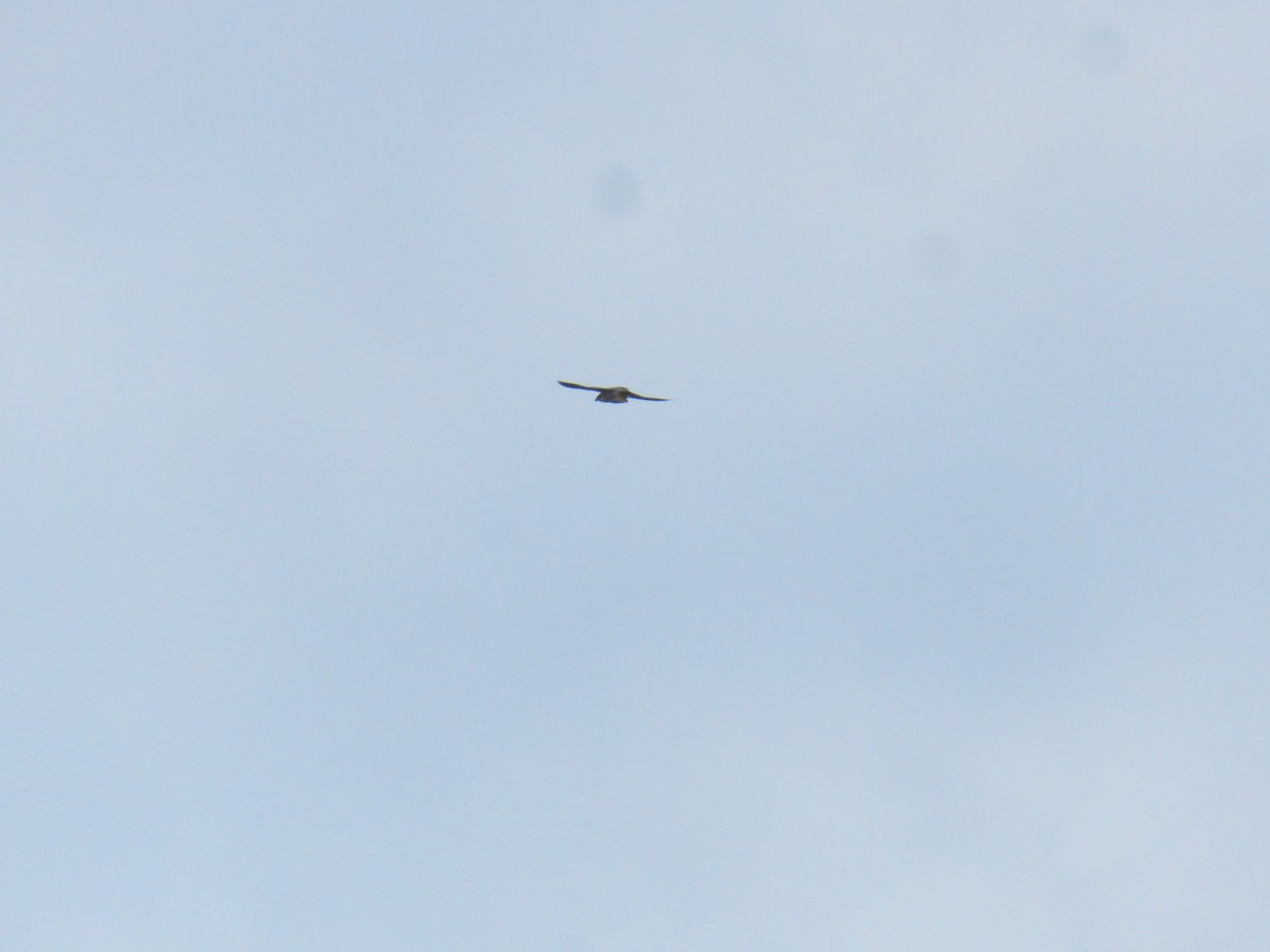 Peregrine Falcon - ML647185745