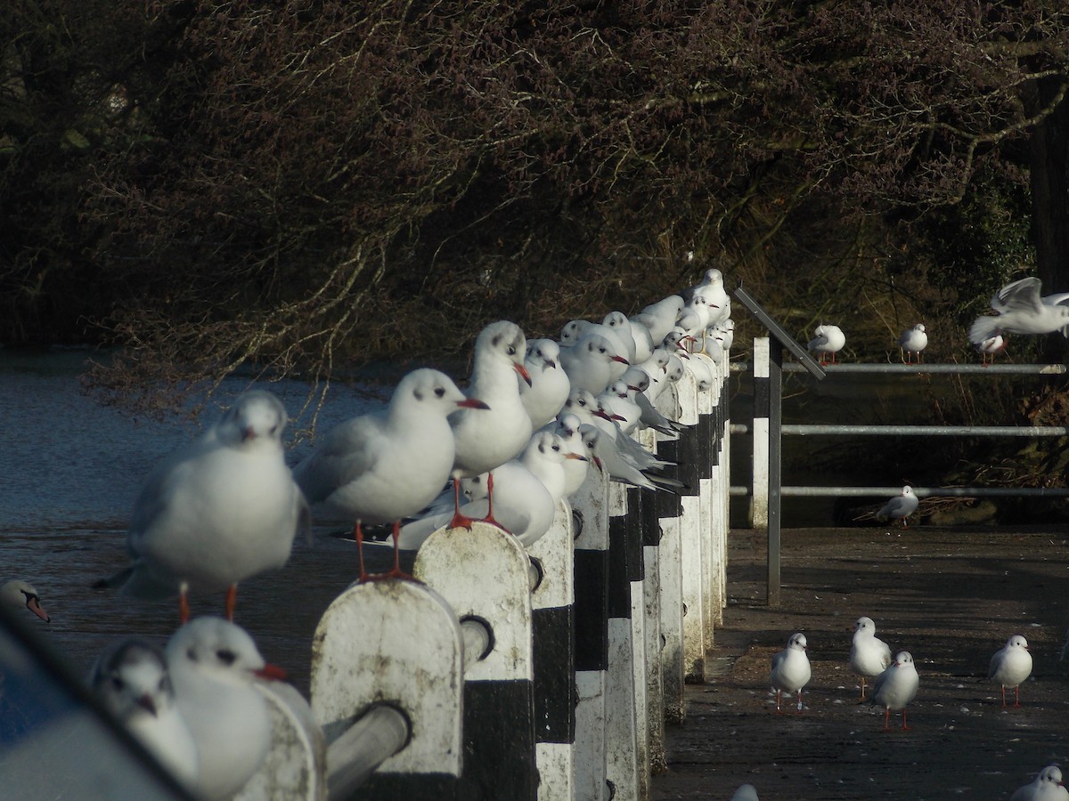 racek chechtavý - ML647185747