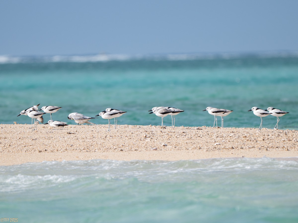 Crab-Plover - ML647185757