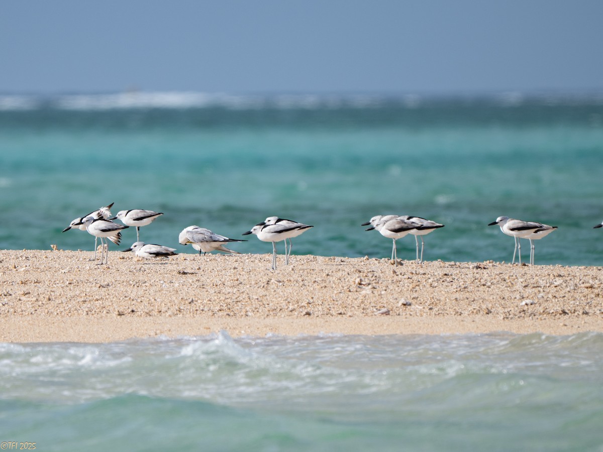 Crab-Plover - ML647185760