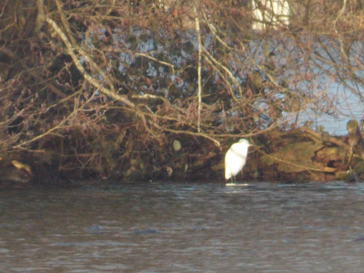 volavka stříbřitá - ML647185762