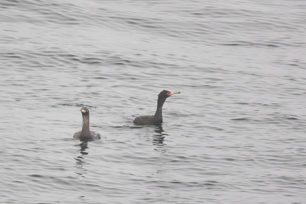 kormorán červenolící - ML647185769