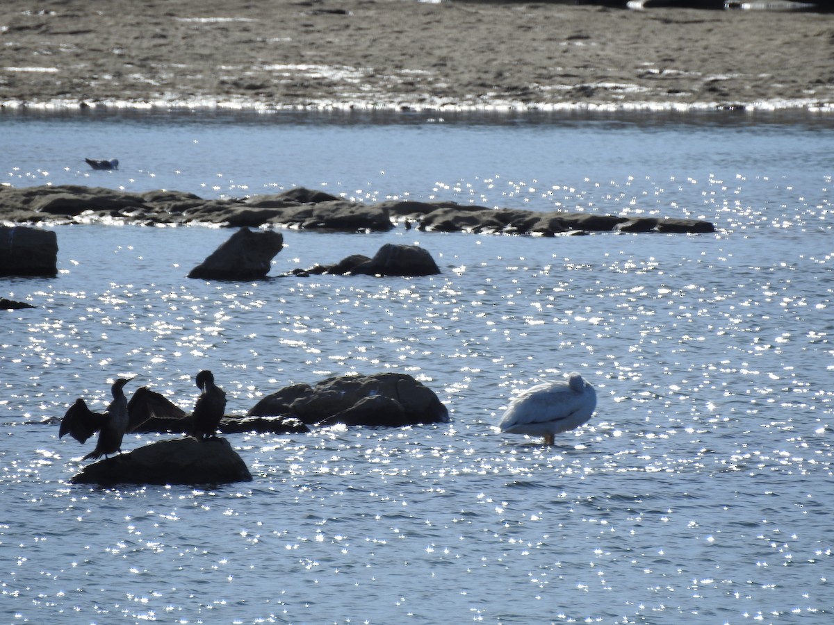 American White Pelican - ML647185774