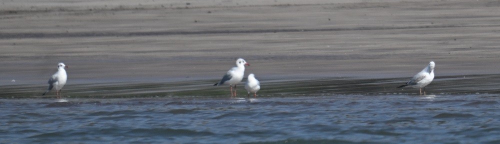 чайка sp. - ML647185781