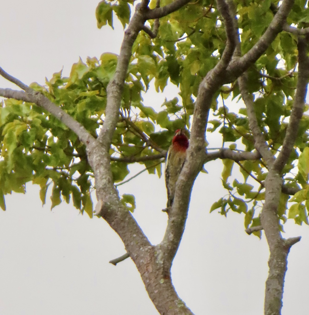 Red-breasted Sapsucker - ML647185827