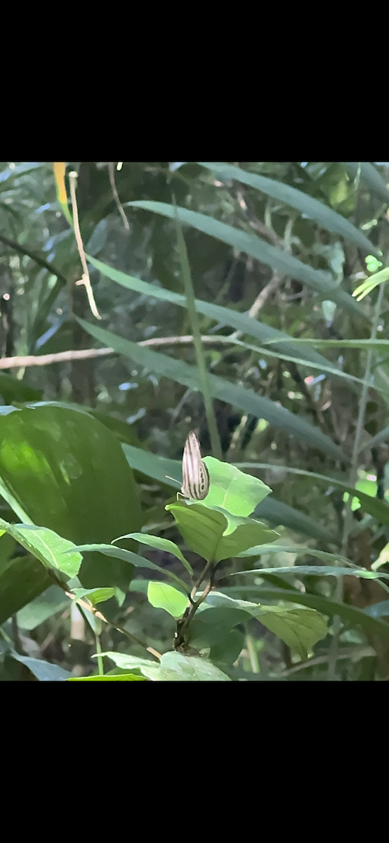 Animals - ML647185829