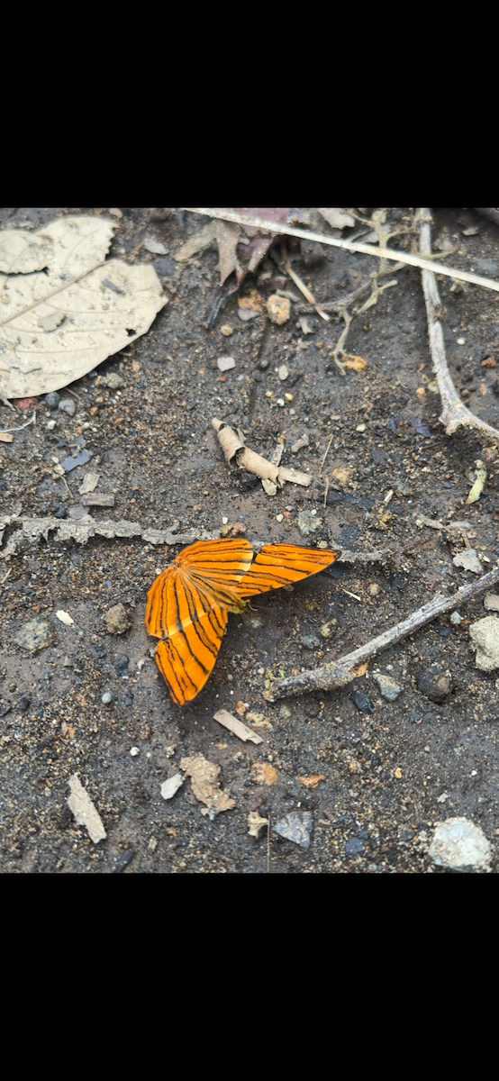 Animals - ML647185830